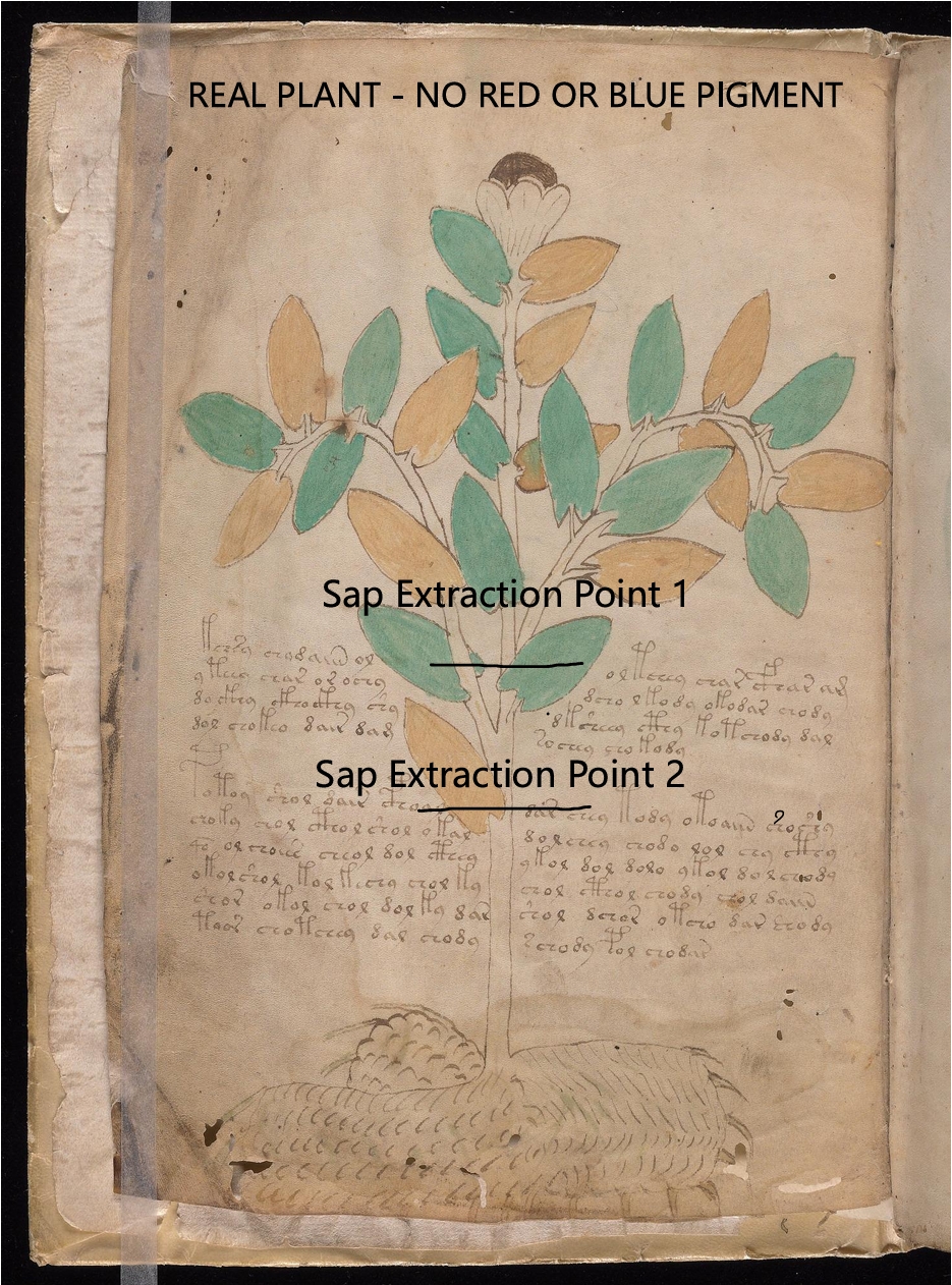 Labelled diagram of Folio 1v Lemon Tree